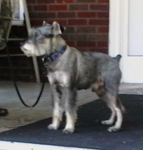 Miniature Schnauzer