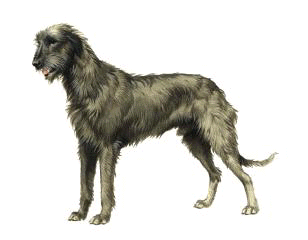 Irish Wolfhound