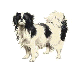 Japanese Chin