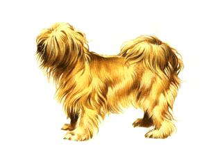 Tibetan Terrier