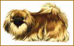 Pekingese