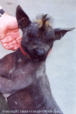 Peruvian Hairless