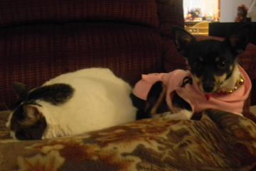 tinkerbelle and baby